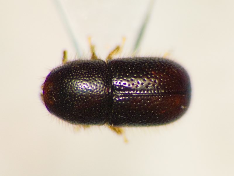 Xylographus bostrichoides (Dufour, 1843)